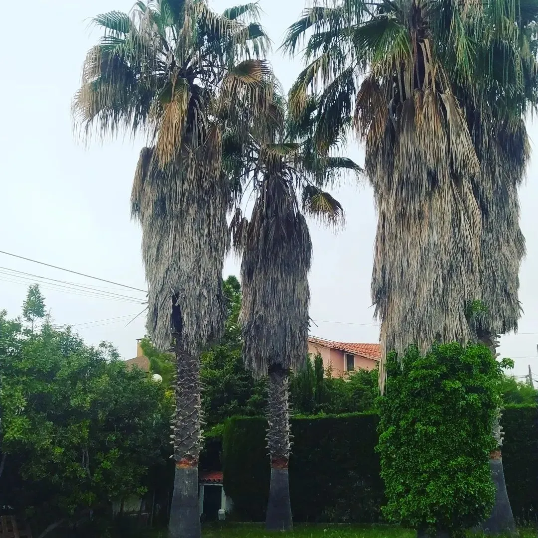 Árboles de altura en Tarragona Árboles de altura en Tarragona