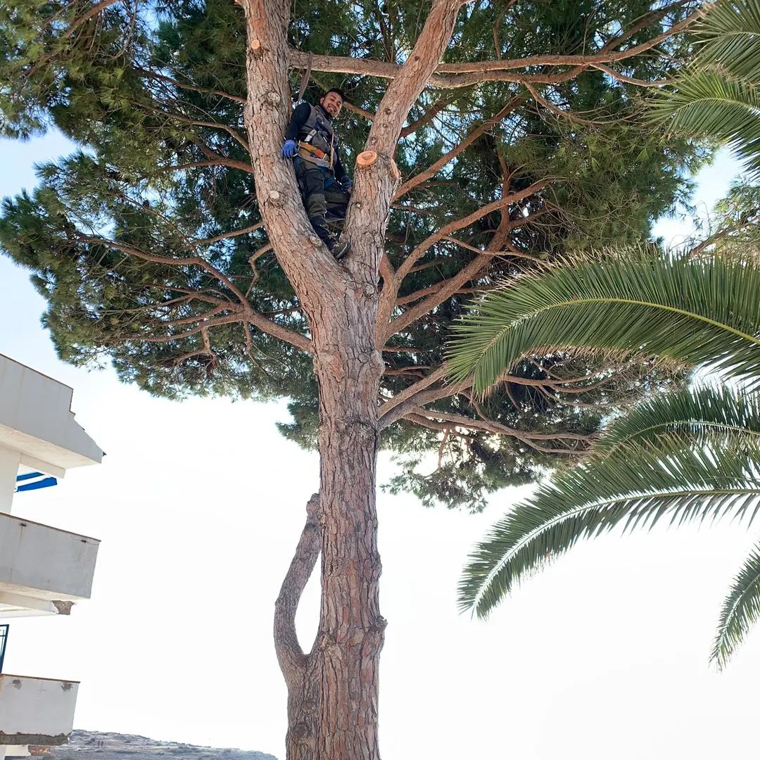 poda y tala de arboles en altura en Tarragona